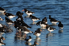 David Plant Photography - Wildlife Photographer - Oystercatcher - N